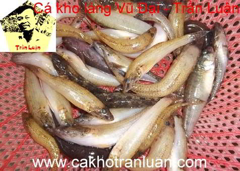 ca bong kho ca bong kho tieu lang vu dai